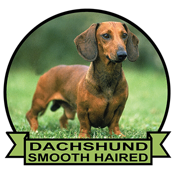 (image for) Dachshund - Smooth Haired (DACH066)